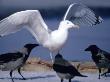 A Herring Gull Amongst Other Birds by Hannu Hautala Limited Edition Print