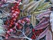 Icy Rowan Berries And Leaves by Jan Rietz Limited Edition Pricing Art Print