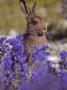 A Hare Among Blue Flowers, Sweden by Jorgen Larsson Limited Edition Print