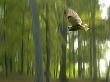Owl Flying In A Forest by Jorgen Larsson Limited Edition Print