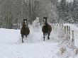 Three Horses Running In Snow by Jorgen Larsson Limited Edition Print