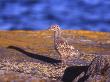 A Young Common Gull by Jorgen Larsson Limited Edition Print