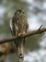 Close-Up Of A Common Kestrel (Falco Tinnunculus) Perching On A Branch by Jorgen Larsson Limited Edition Print