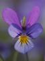 Close-Up Of A Heartsease (Viola Tricolor) Flower by Jorgen Larsson Limited Edition Print