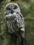 Close-Up Of An Owl Perching On A Tree Branch by Jorgen Larsson Limited Edition Pricing Art Print