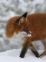 Red Fox (Vulpes Vulpes) Standing In Snow by Jorgen Larsson Limited Edition Pricing Art Print