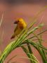 Close-Up Of A Bird Perching On Grass by Jorgen Larsson Limited Edition Print