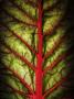 Close-Up Of The Veins Of A Leaf by Lasse Pettersson Limited Edition Print