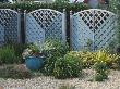 Seaside Garden - Blue Painted Wooden Trellis Fence And Windbreak In Gravel Garden by Clive Nichols Limited Edition Pricing Art Print