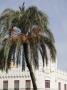 Plaza Del Ayuntamiento With Palm Tree And White Facade, Valencia Spain by David Borland Limited Edition Print