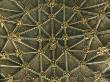 Gloucester Cathedral, England, 1332-1357, Detail Of Ceiling In South Transept by Mark Fiennes Limited Edition Print