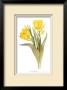 Double Early Tulips by Pamela Stagg Limited Edition Print