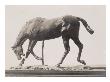 Photo D'une Sculpture En Cire De Degas:Cheval Faisant Une Descente De Main (Rf2110) by Ambroise Vollard Limited Edition Pricing Art Print