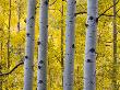 Autumn Aspen Stand, Yankee Boy Basin, Colorado, Usa by Terry Eggers Limited Edition Pricing Art Print