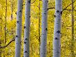 Autumn Aspen Stand, Yankee Boy Basin, Colorado, Usa by Terry Eggers Limited Edition Print