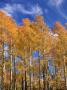 Fall Aspen Trees In Fish Lake Mountains, Utah, Usa by Michael Defreitas Limited Edition Print