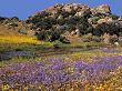 Wildflowers Flourish, Namaqualand, Northern Cape Province, South Africa by Charles Crust Limited Edition Print