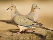 Mourning Dove, South Texas, Usa by Larry Ditto Limited Edition Print