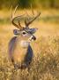 White-Tailed Deer, South Texas, Usa by Larry Ditto Limited Edition Print