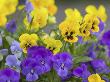 Lavendar And Yellow Pansies, Seattle, Washington, Usa by Terry Eggers Limited Edition Print