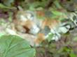 Sleeping Tiger, Laos by Eloise Patrick Limited Edition Print