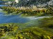 Snares Crested Penguins On The Kelp Lined Coast Of Snares Island by Frans Lanting Limited Edition Print