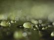 Rain Drops Landing On A Green Surface by Todd Gipstein Limited Edition Print