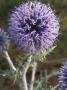 Flower Of Echinops Ritro, L'oursin Bleu, Or Globe Thistle by Stephen Sharnoff Limited Edition Print