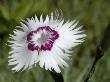 Close-Up Of A Flower, Dianthus Plumerius, Deptford Pink by Stephen Sharnoff Limited Edition Print
