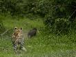 Leopard Chasing A Warthog That It Is Hunting by Beverly Joubert Limited Edition Pricing Art Print