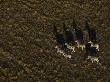 Aerial View Of A Group Of Burchell's Zebras Walking Through Grasslands by Beverly Joubert Limited Edition Print