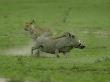 Leopard (Panthera Pardus) Chases A Warthog by Beverly Joubert Limited Edition Print