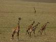 Giraffes Running In A Vast Flat African Landscape by Beverly Joubert Limited Edition Pricing Art Print