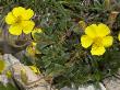 Yellow Flowers Of Ranunculus Montanus, Or Mountain Buttercup by Stephen Sharnoff Limited Edition Print