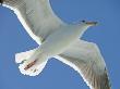 Close View Of A Flying Seagull From Below, Backlit By The Sun by Stephen Sharnoff Limited Edition Print