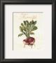 Turnips by Nancy Wiseman Limited Edition Print