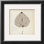 Cottonwood Leaf by Booker Morey Limited Edition Pricing Art Print