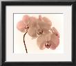 Orchid Dawn Ii by Katja Marzahn Limited Edition Print