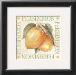 Persimmon by Michael Alexander Limited Edition Print