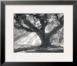 Andrew Oak, Afternoon Light by William Guion Limited Edition Pricing Art Print