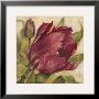 Scarlet Tulip by Kathryn White Limited Edition Pricing Art Print