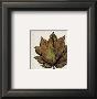 Leaf No 4 by Consuelo Gamboa Limited Edition Pricing Art Print