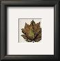 Leaf No 4 by Consuelo Gamboa Limited Edition Print