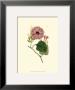 Morning Glory Ii by Van Houtt Limited Edition Print