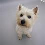 Portrait Of Westie West Highland Terrier Sitting, Looking Up by Jane Burton Limited Edition Print