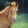 British Show Pony, Head Portrait Of Colt Foal, Losing His Foal Coat On His Face, Uk by Jane Burton Limited Edition Print