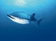 Whale Shark, Indo Pacific by Jurgen Freund Limited Edition Print