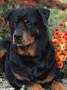 Rottweiler Dog Portrait, Illinois, Usa by Lynn M. Stone Limited Edition Pricing Art Print