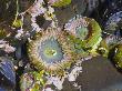 Aggregating Anemone, In Tidepool At Low Tide, Olympic National Park, Washington, Usa by Georgette Douwma Limited Edition Print