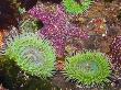 Giant Green Anemones, And Ochre Sea Stars, Olympic National Park, Washington, Usa by Georgette Douwma Limited Edition Print